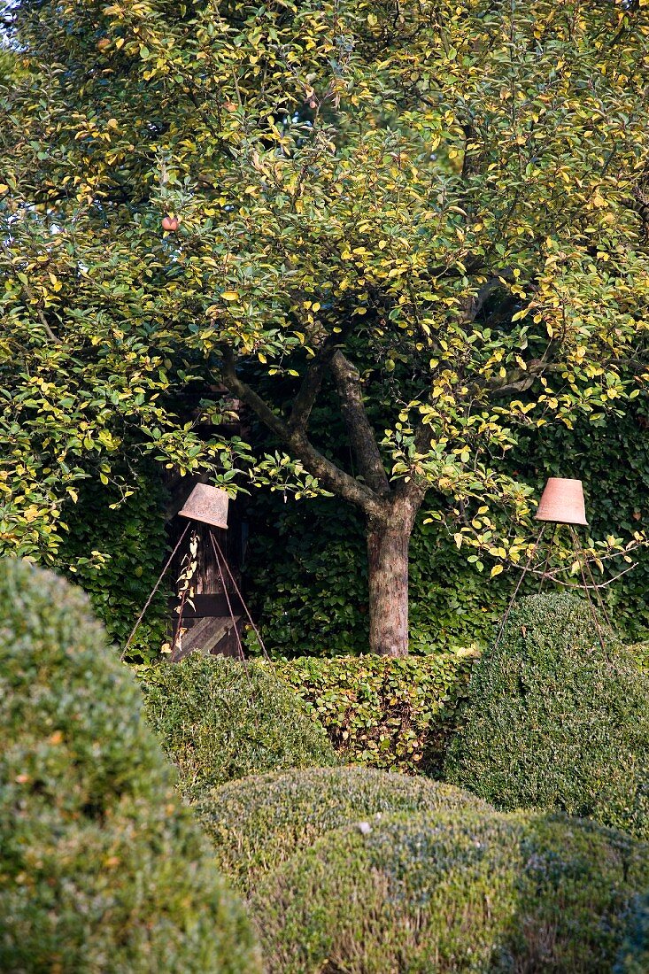 Garden with clipped hedges & upturned terracotta pots on poles