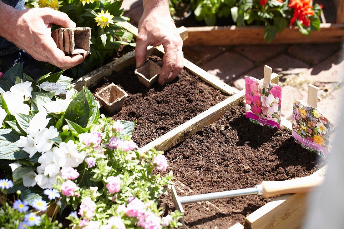 Square foot gardening: hands placing fibre pots in soil