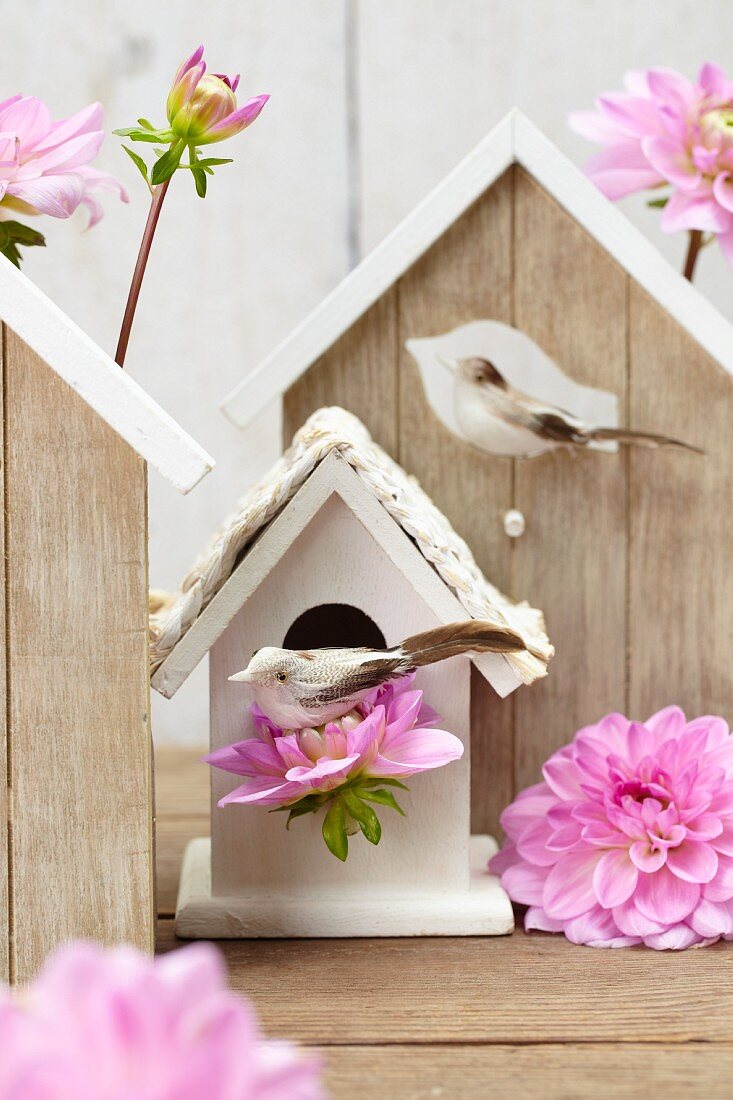 Pink dahlias in bird nesting box