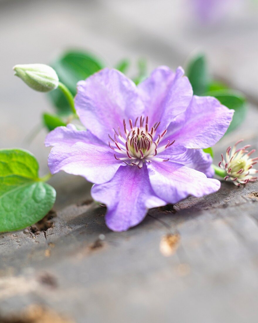 Blue clematis: flower, bud and leaves