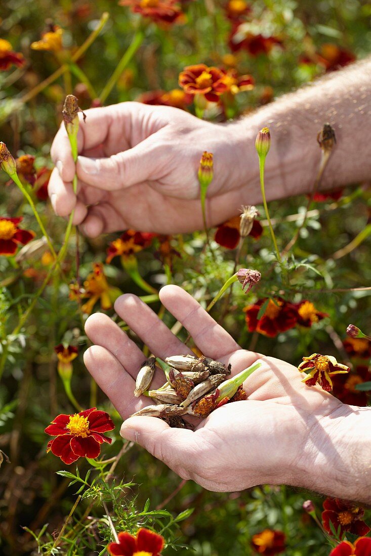 Hands picking faded tagetes to collect seeds