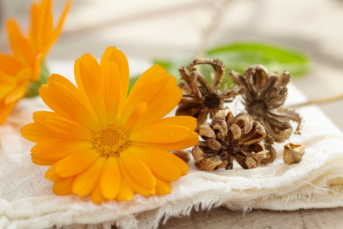 Pot marigolds: fresh flowers and dried heads for saving seeds