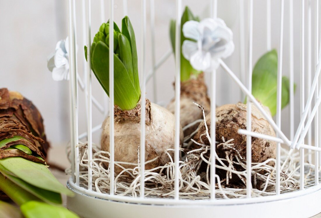 Sprouting hyacinth bulbs in wire basket