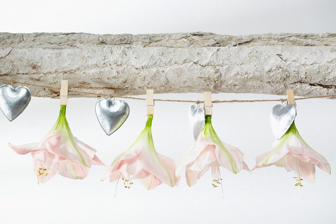 Rosa Amaryllisblüten (Sorte Darling) und kleine Silberherzen auf einer Wäscheleine