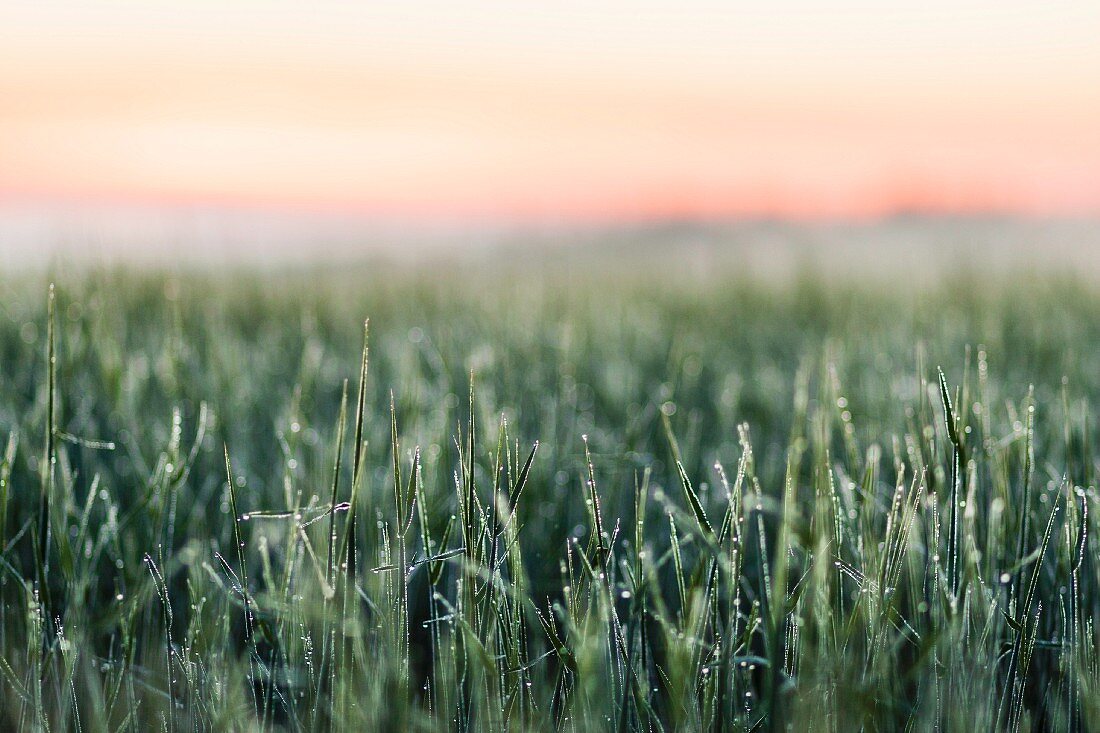 Field of frosty grass