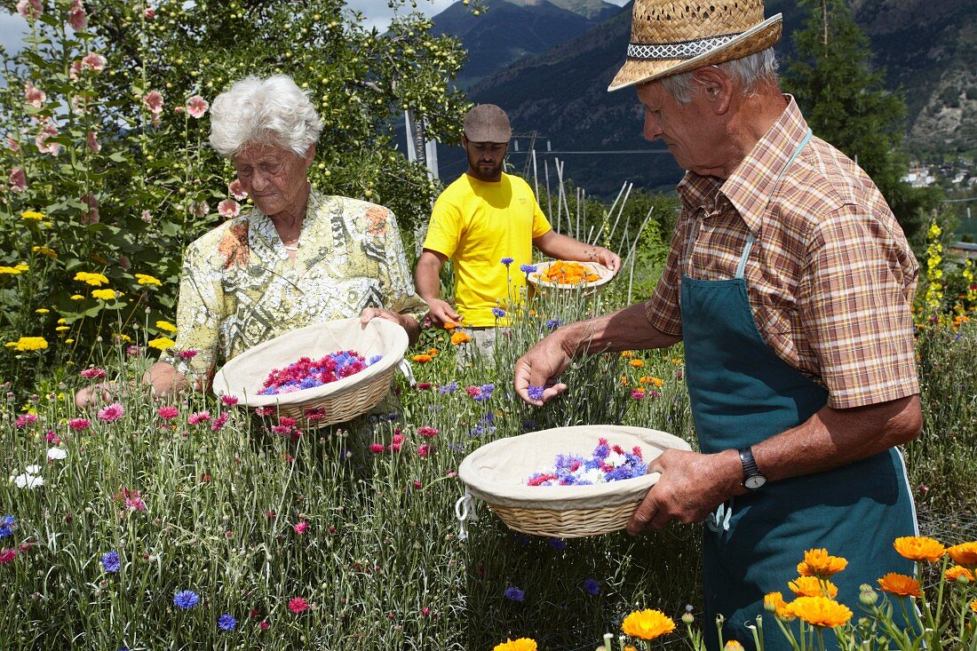 Older people picking flowers in a field