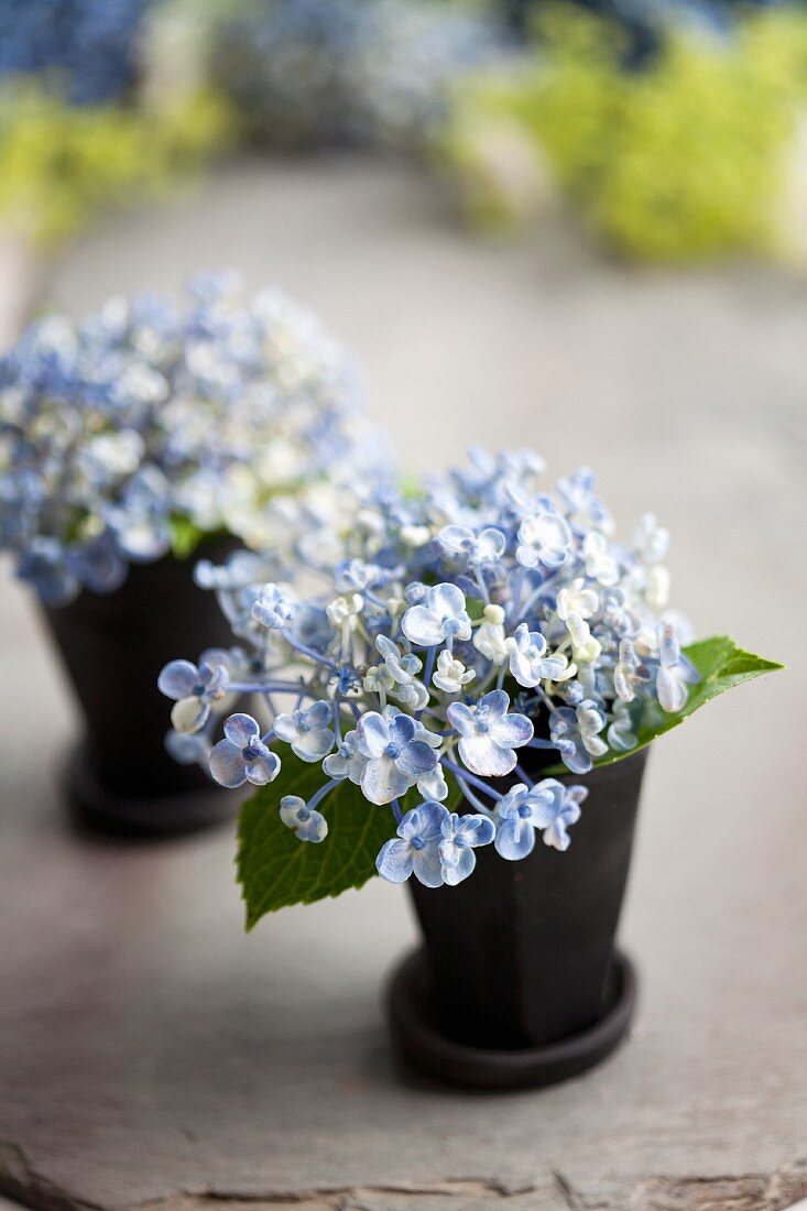 Blue hydrangeas and leaves in flower pots