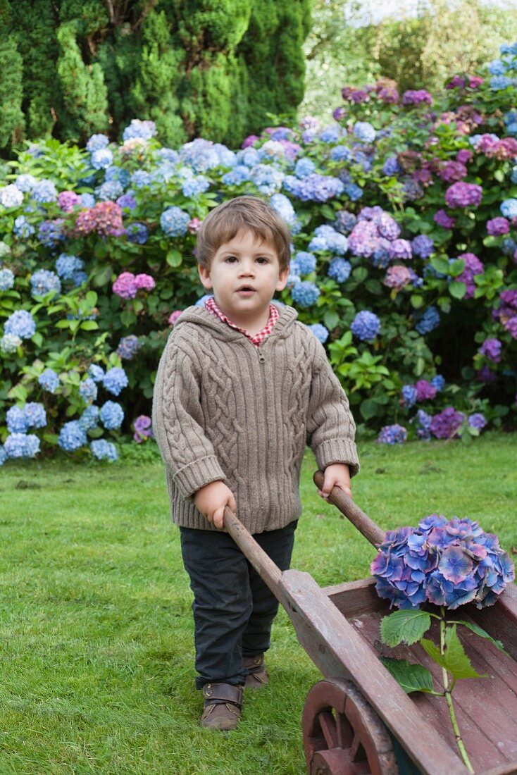 Little boy with wheelbarrow in front of hydrangeas in garden