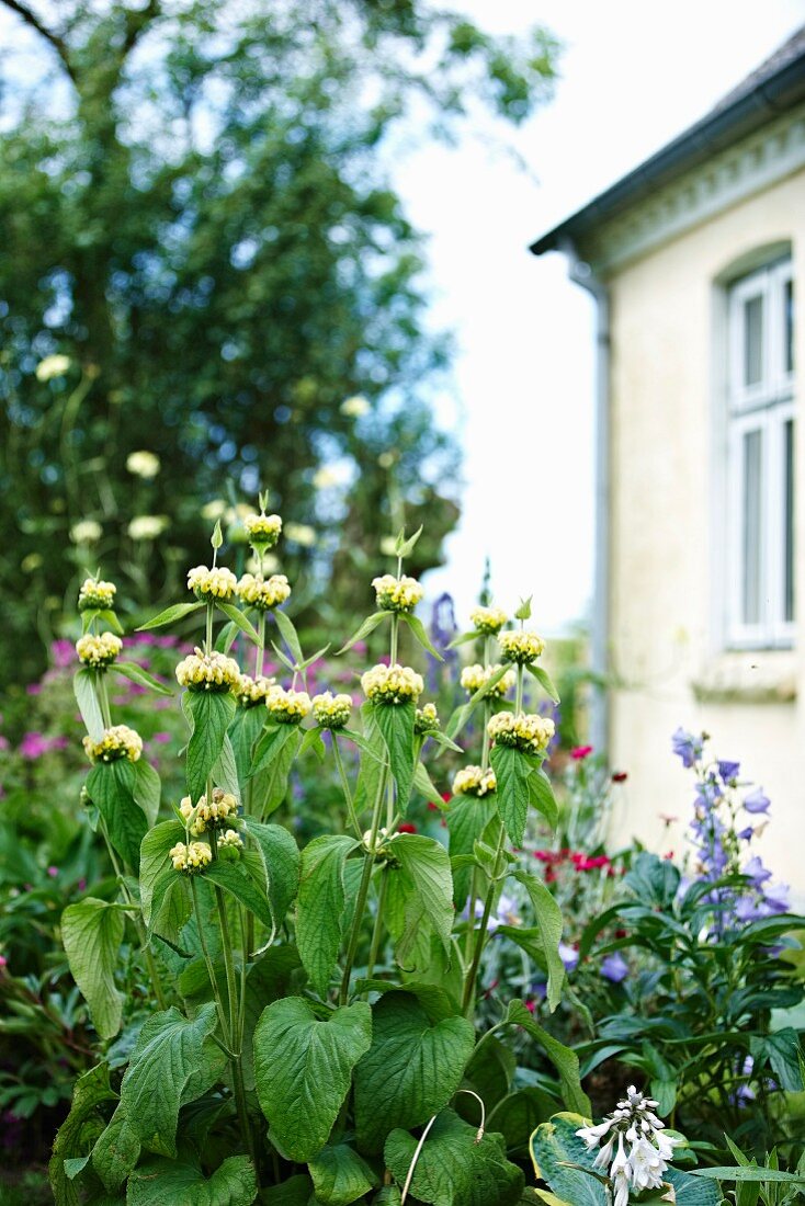Blühende Blumen im Garten vor einem Haus
