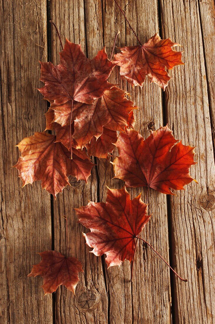 Autumnal maple leaves on wooden surface