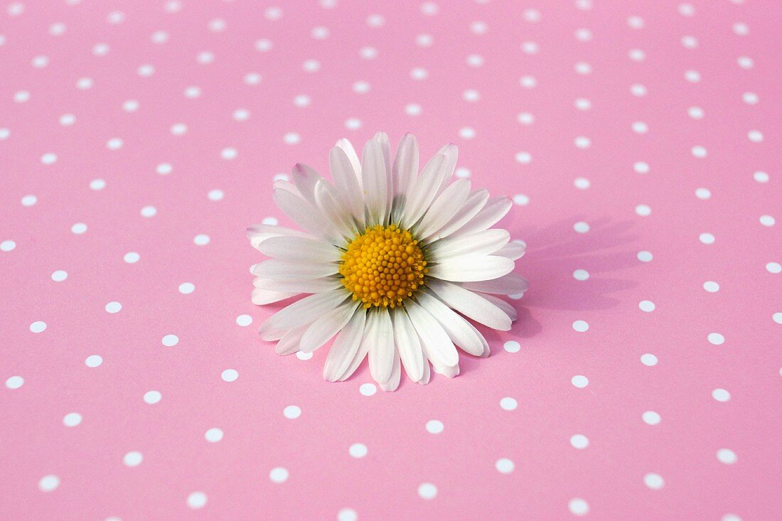 Daisy on pink and white spotted surface