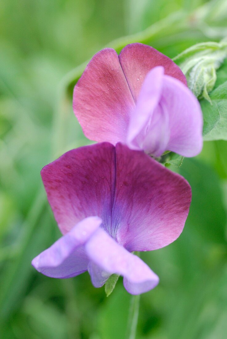 Purple sweet pea flowers (close-up)