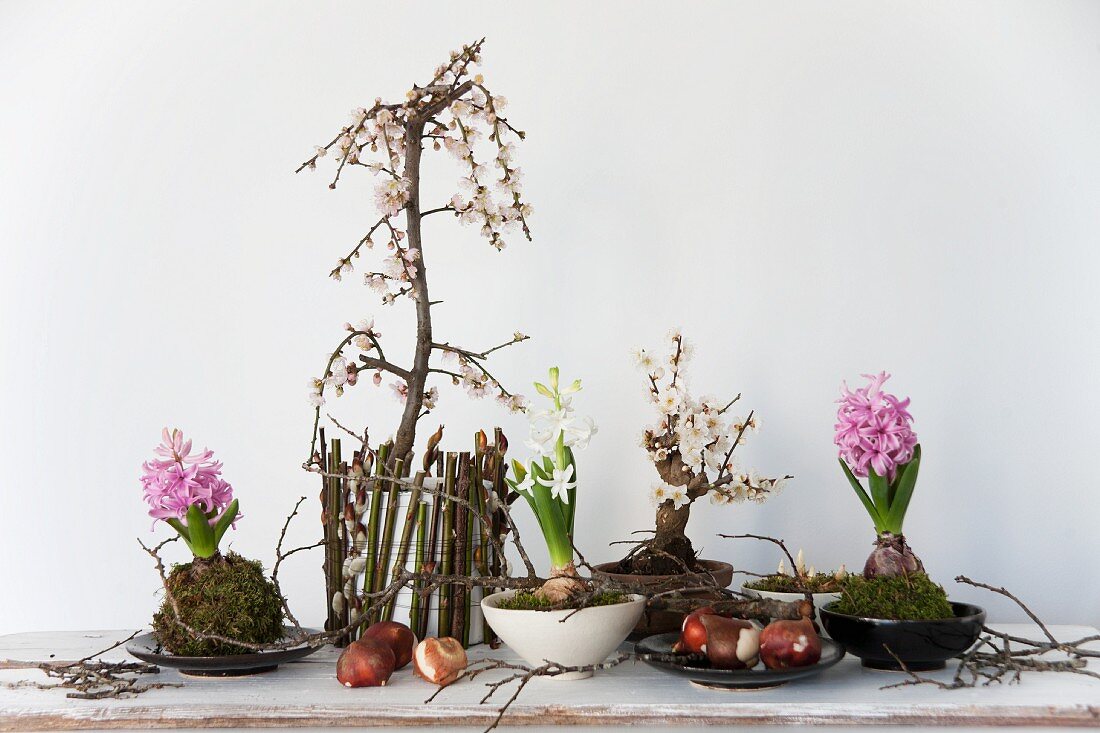 Pflaumenbäumchen, Pflaumen Bonsai (Prunus) und Blumenzwiebeln, Hyazinthen