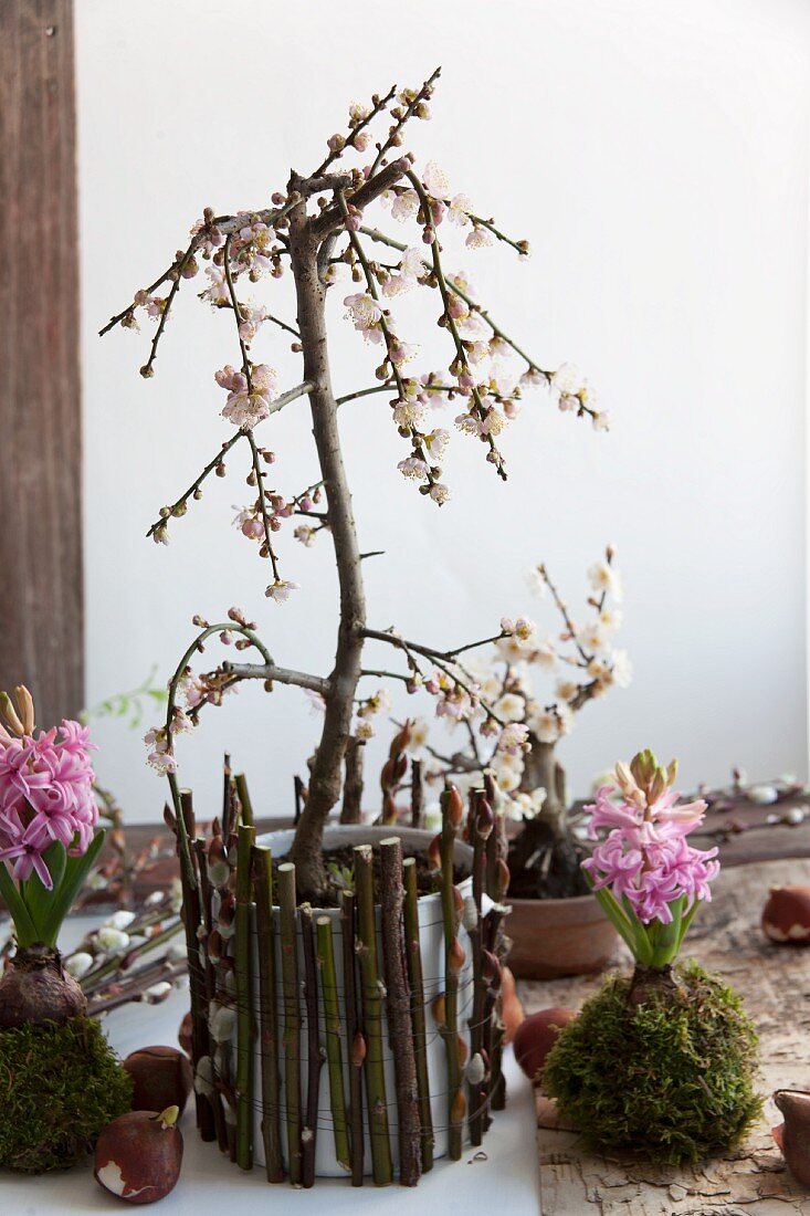 Small plum tree and hyacinths