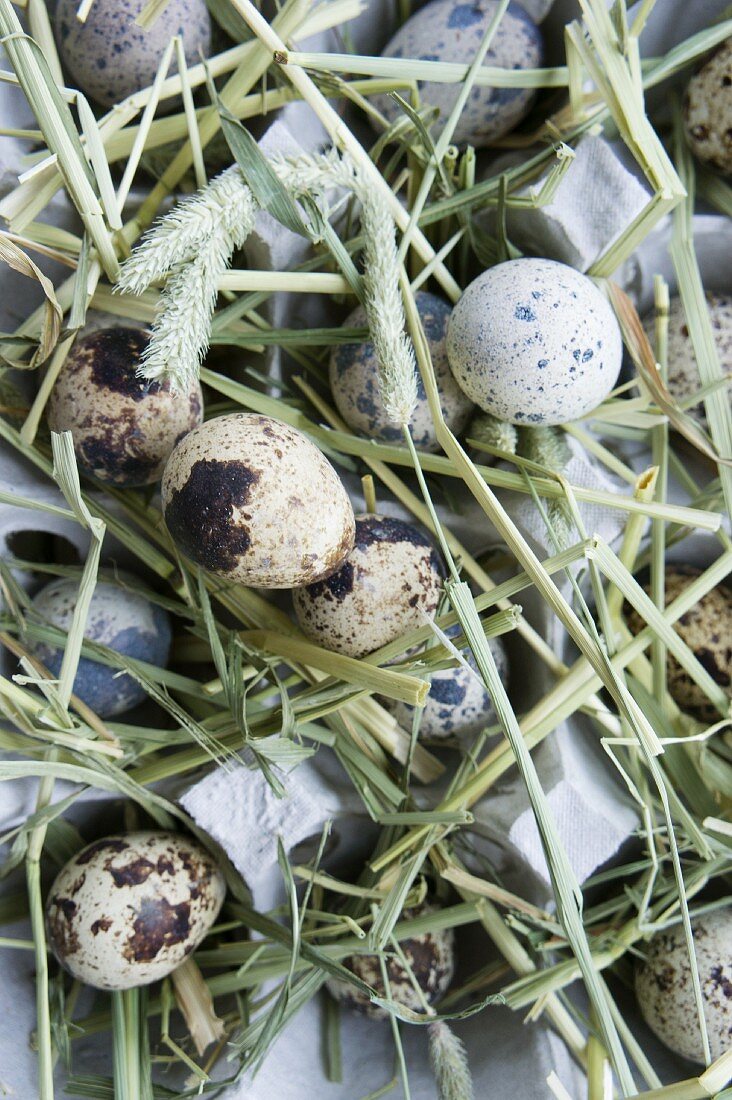 Quails' eggs and hay in egg box