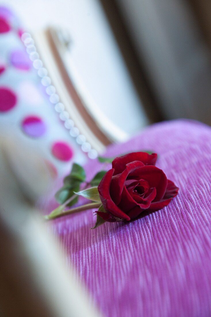 Rote Rose auf violett bezogenem Polster