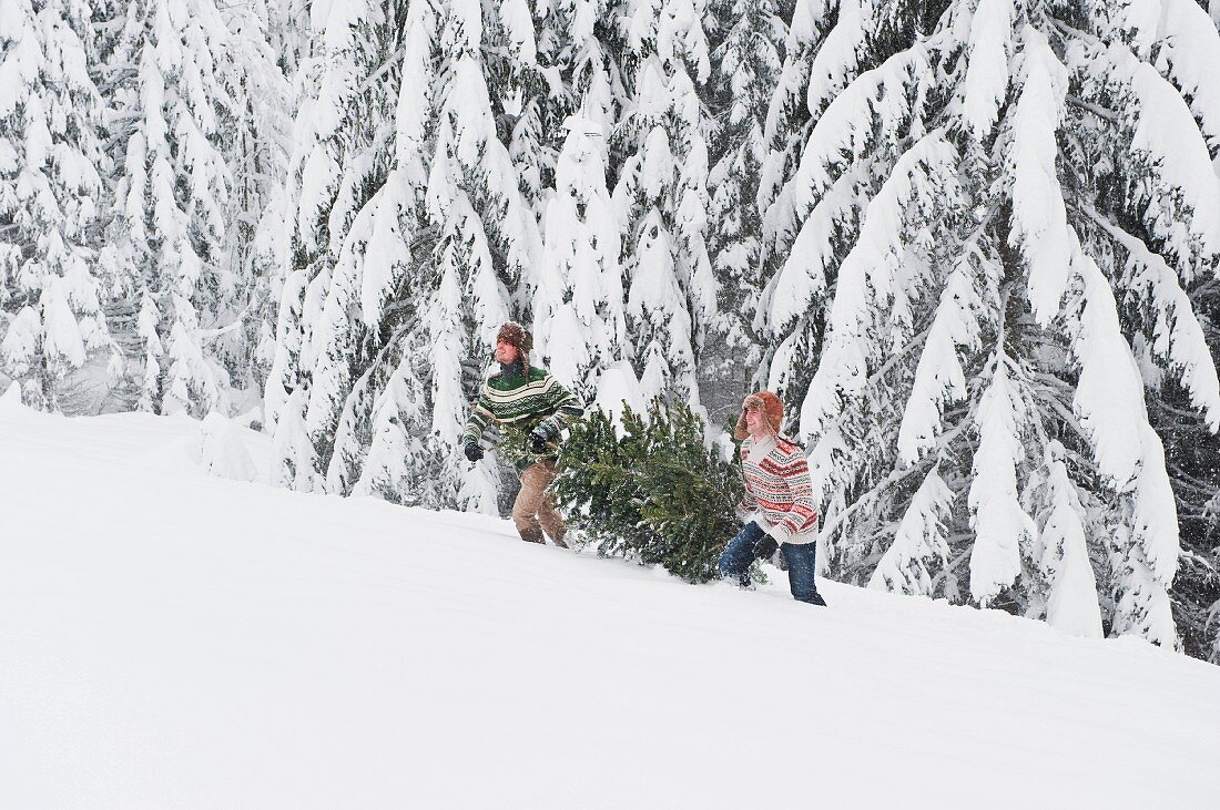 Junge Männer tragen einen Tannenbaum im Schnee