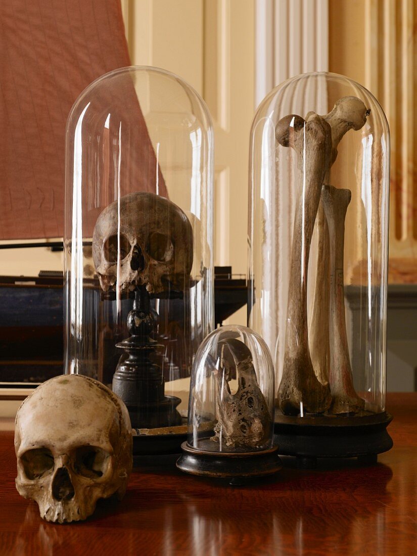 Skulls and bones in bell jars on antique wooden stands