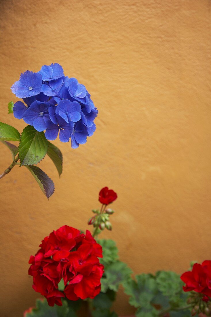 Blaue Hortensienblüte und rote Pelargonien vor einer ockerfarbenen Mauer