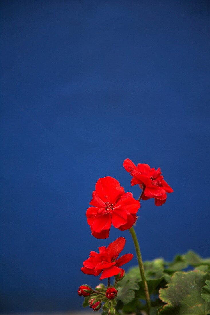 Rote Pelargonien vor einer blauen Wand