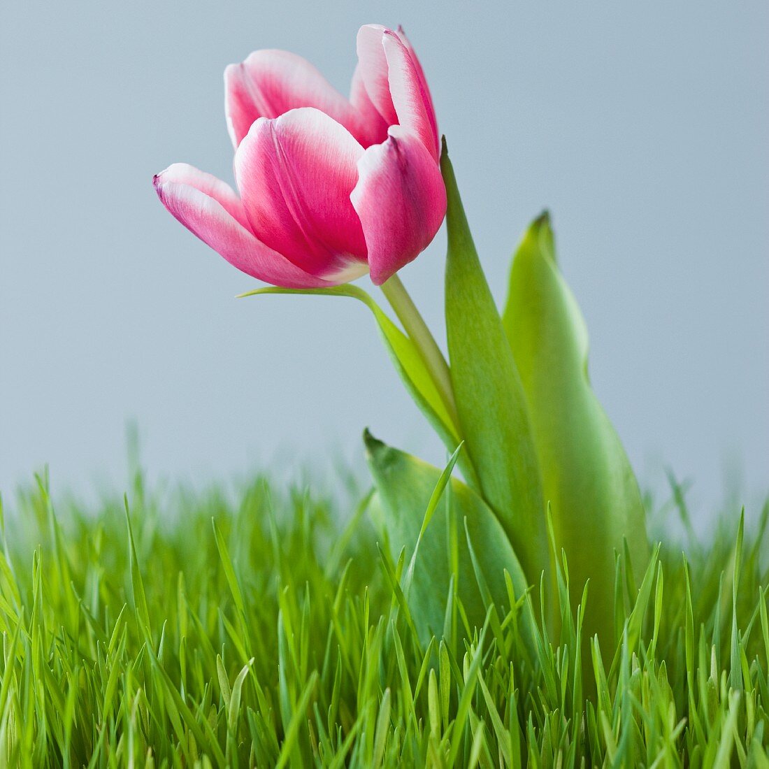 Nahaufnahme von einer Tulpe im Gras