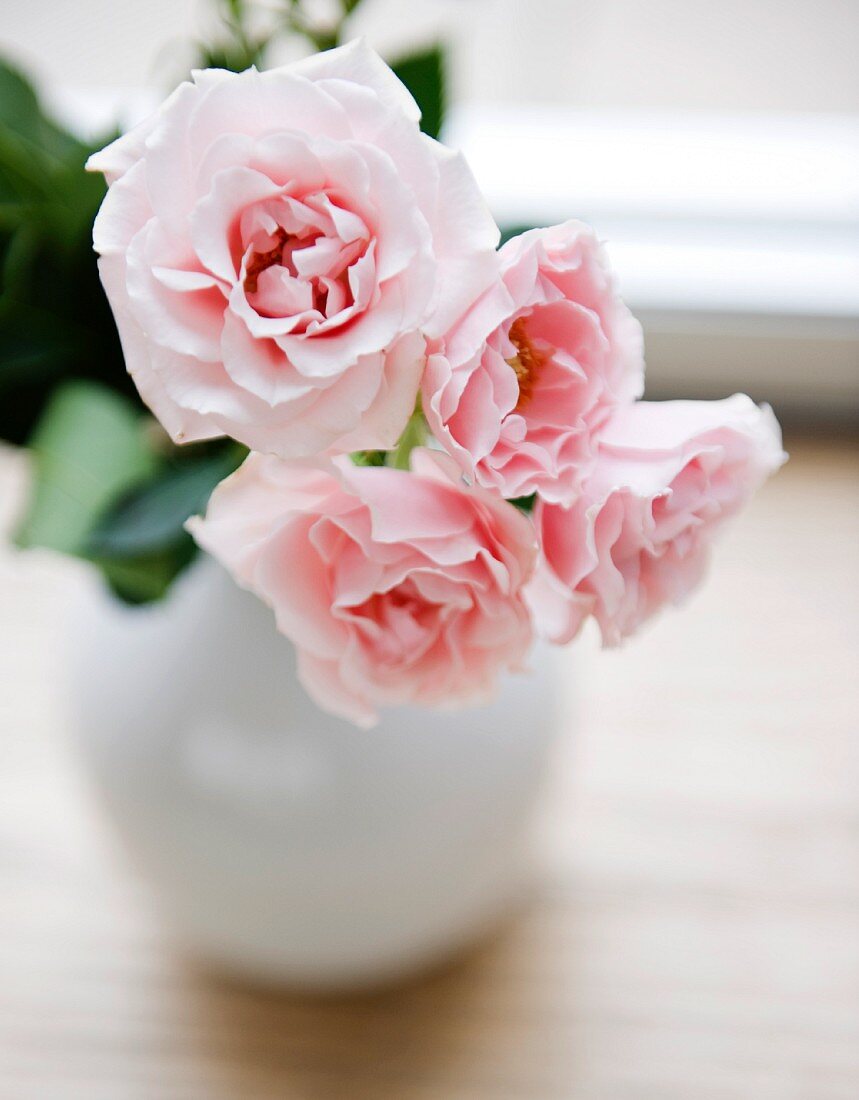 Rosa Gartenrosen in einer Vase