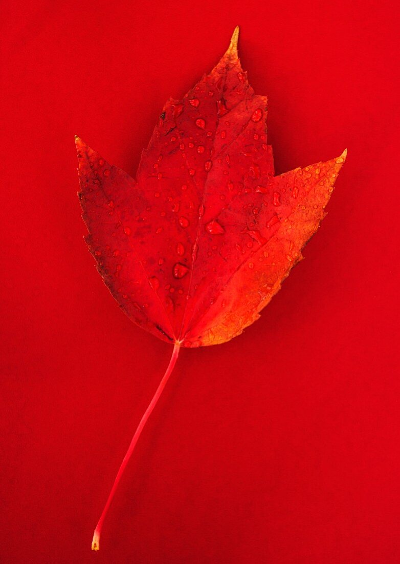 Herbstblatt mit Wassertropfen auf rotem Untergrund