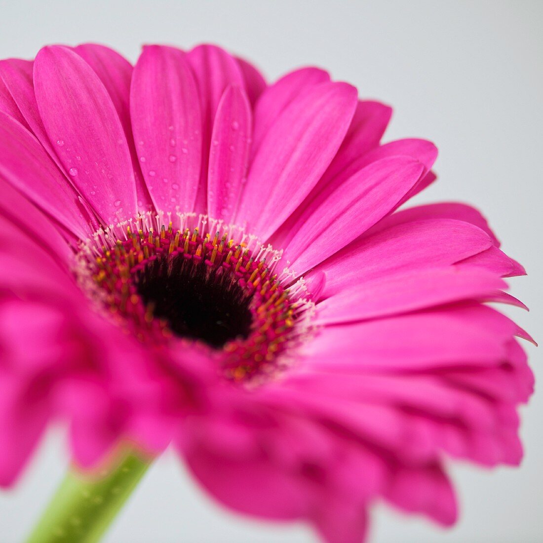 Studio close-up of gerbera daisy