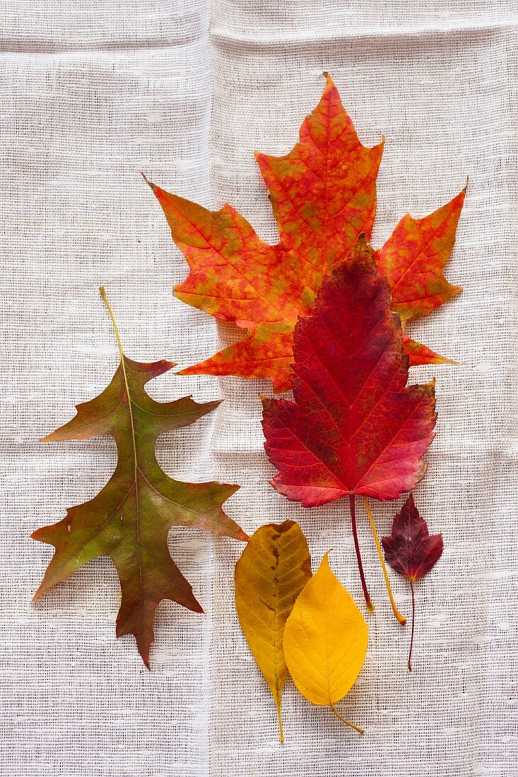 Colourful leaves