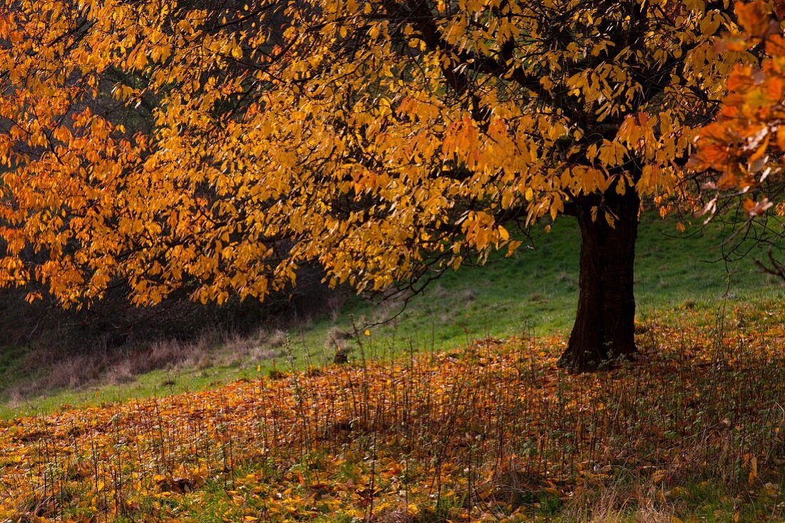 Autumnal wild cherry tree in field lit from behind