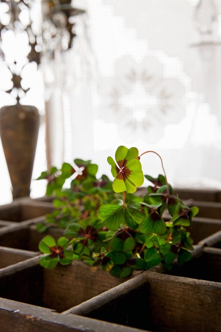 Oxalis in old wooden crate in front of curtained window and candlestick