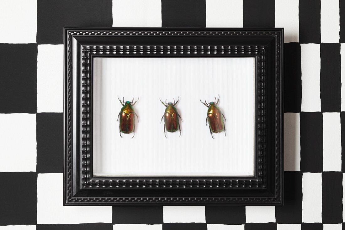 Bilderrahmen mit Käfern auf schwarzweiss gemusterter Wand
