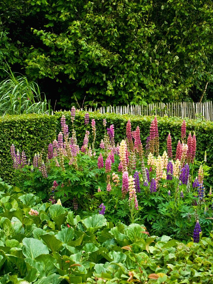 Flowering lupins in garden
