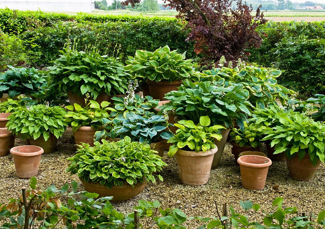 Various hostas in pots & planters