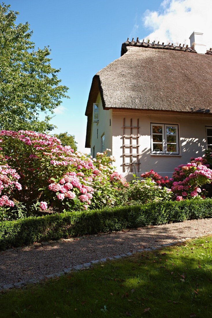 Gravel path and luxuriantly flowering herbaceous border in front of house with thatched roof