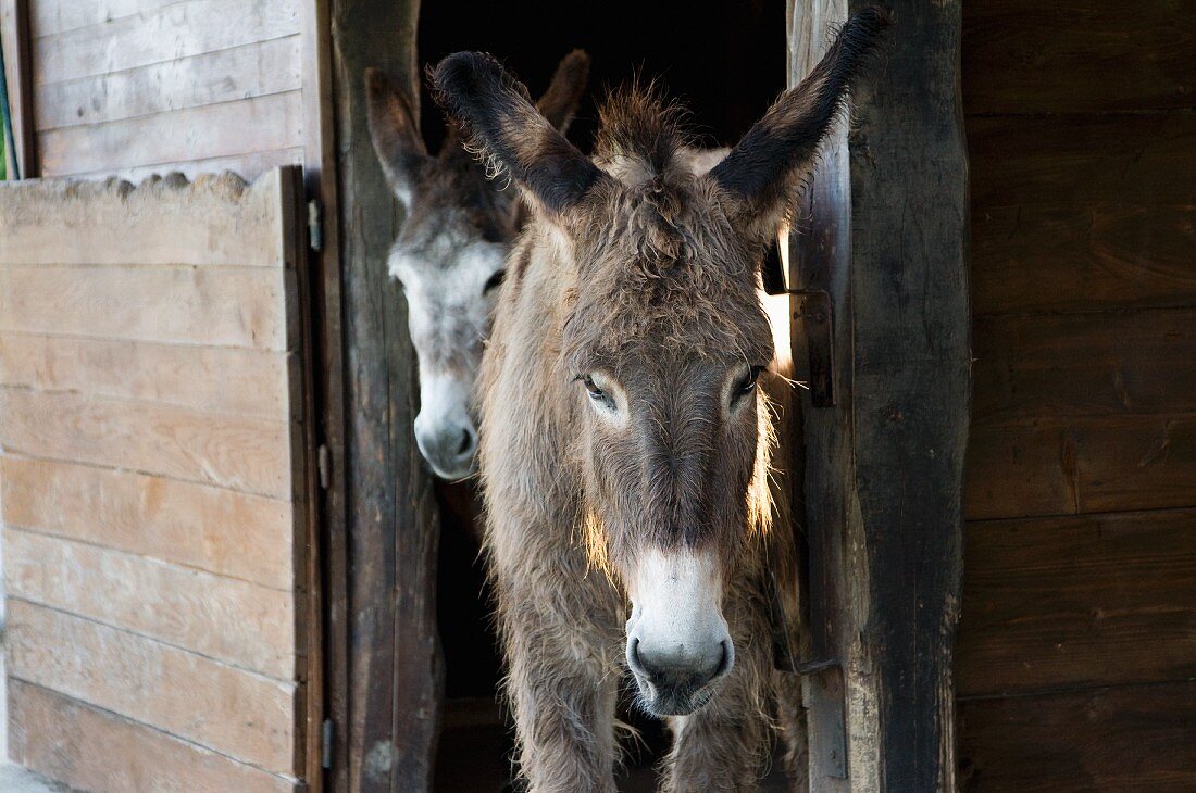 Donkeys in doorway of wooden stable
