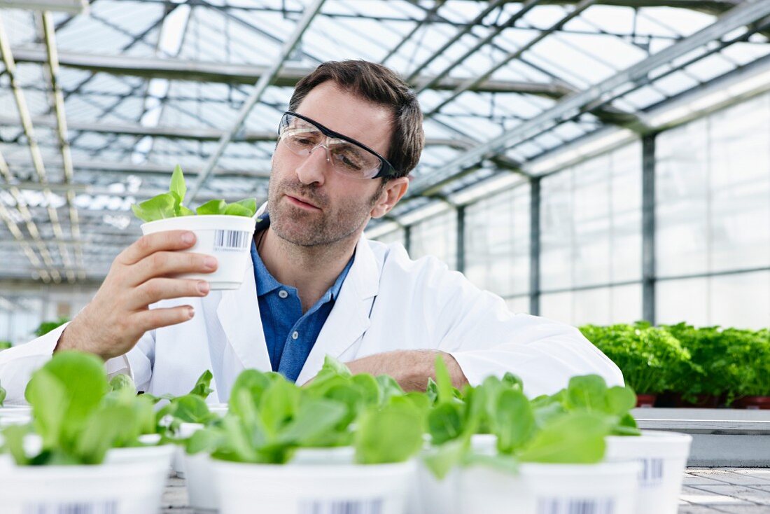 Germany, Bavaria, Munich, Scientist in greenhouse examining corn salad plants