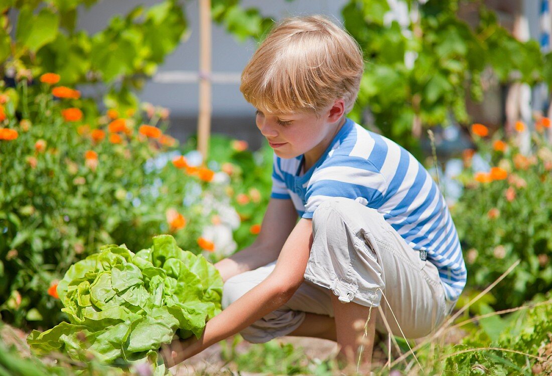Junge erntet Salat im Garten