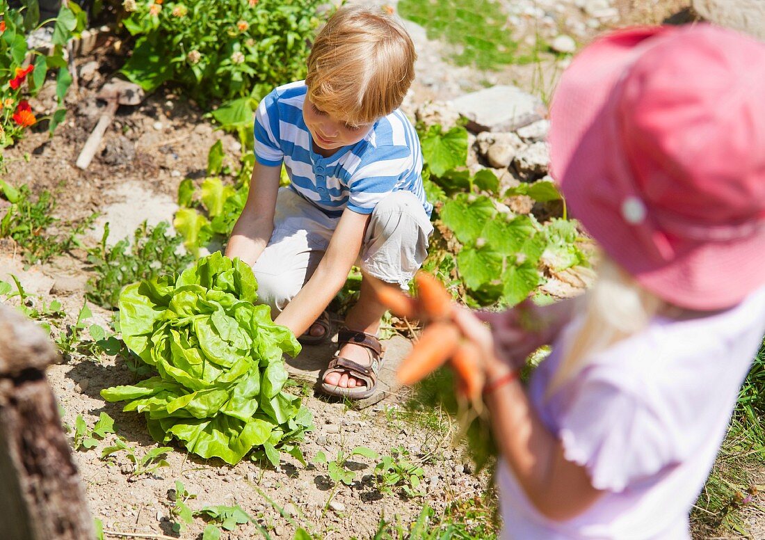 Germany, Bavaria, Boy and girl picking vegetables in garden