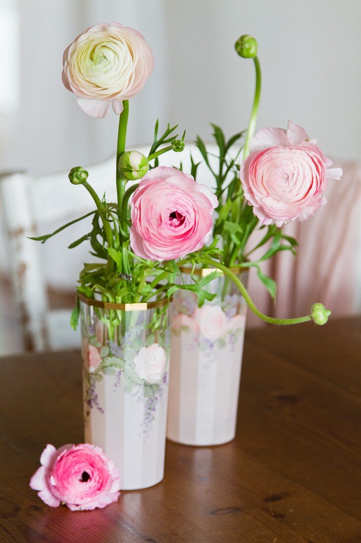 Pink ranunculus in two glasses