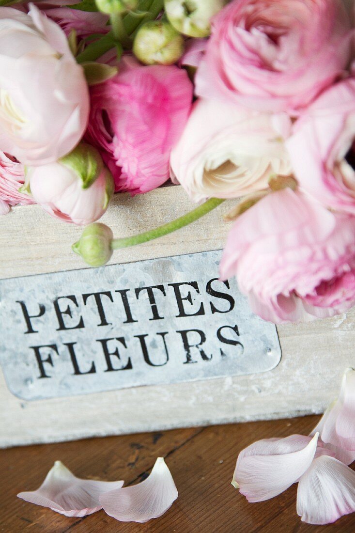 Pink ranunculus in vintage wooden crate with French writing on label