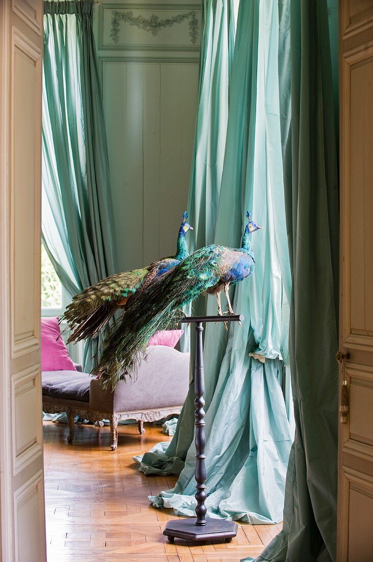 View through open door of stuffed peacock on metal stand in front of window with turquoise, floor-length curtains in grand salon