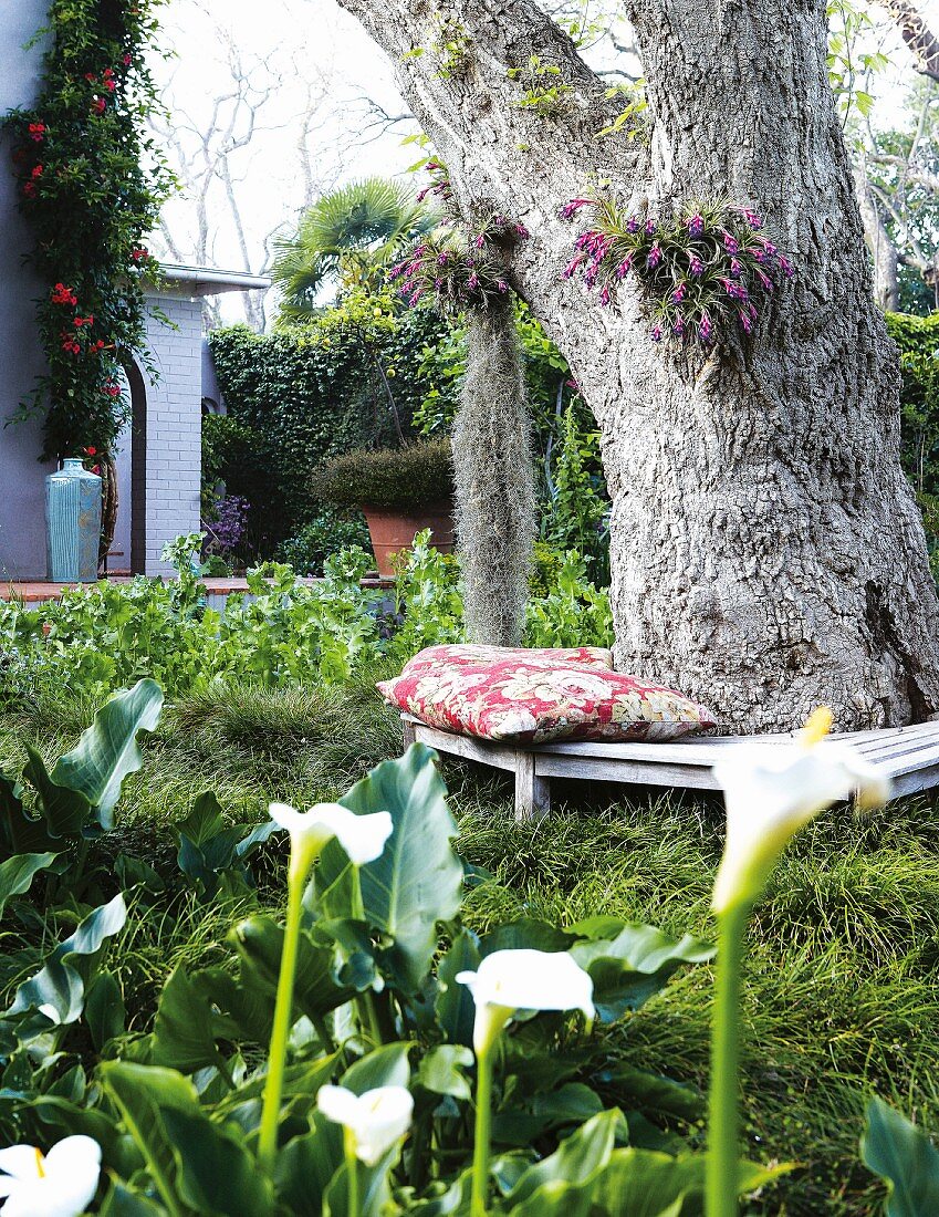 Dicker Baumstamm mit Rundbank in dicht bepflanztem Garten; Hausecke mit Rankpflanze im Hintergrund
