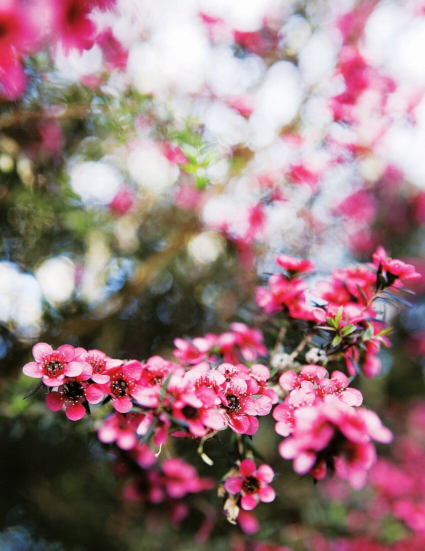 Zweige mit rosa Blüten