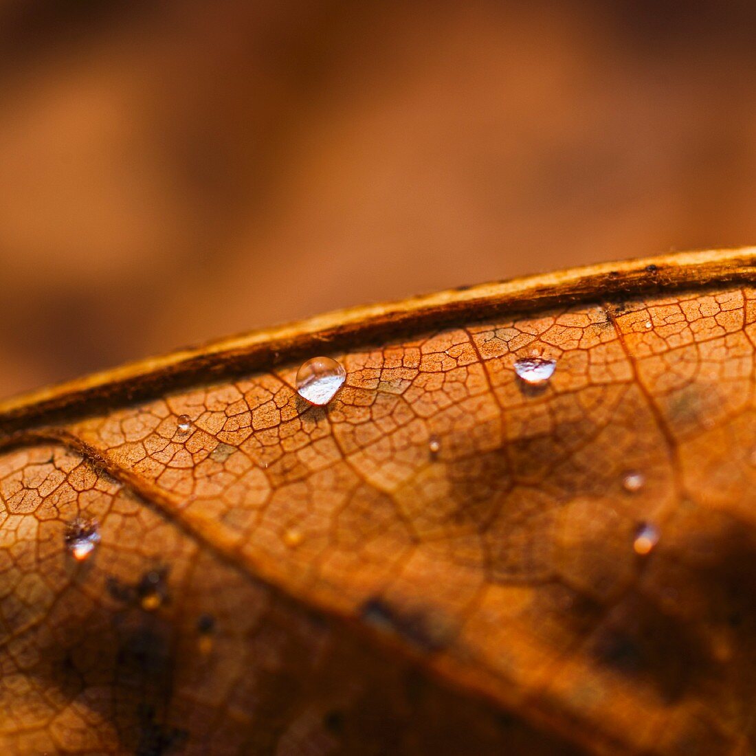 Tautropfen auf einem braunen Herbstblatt (Close Up)