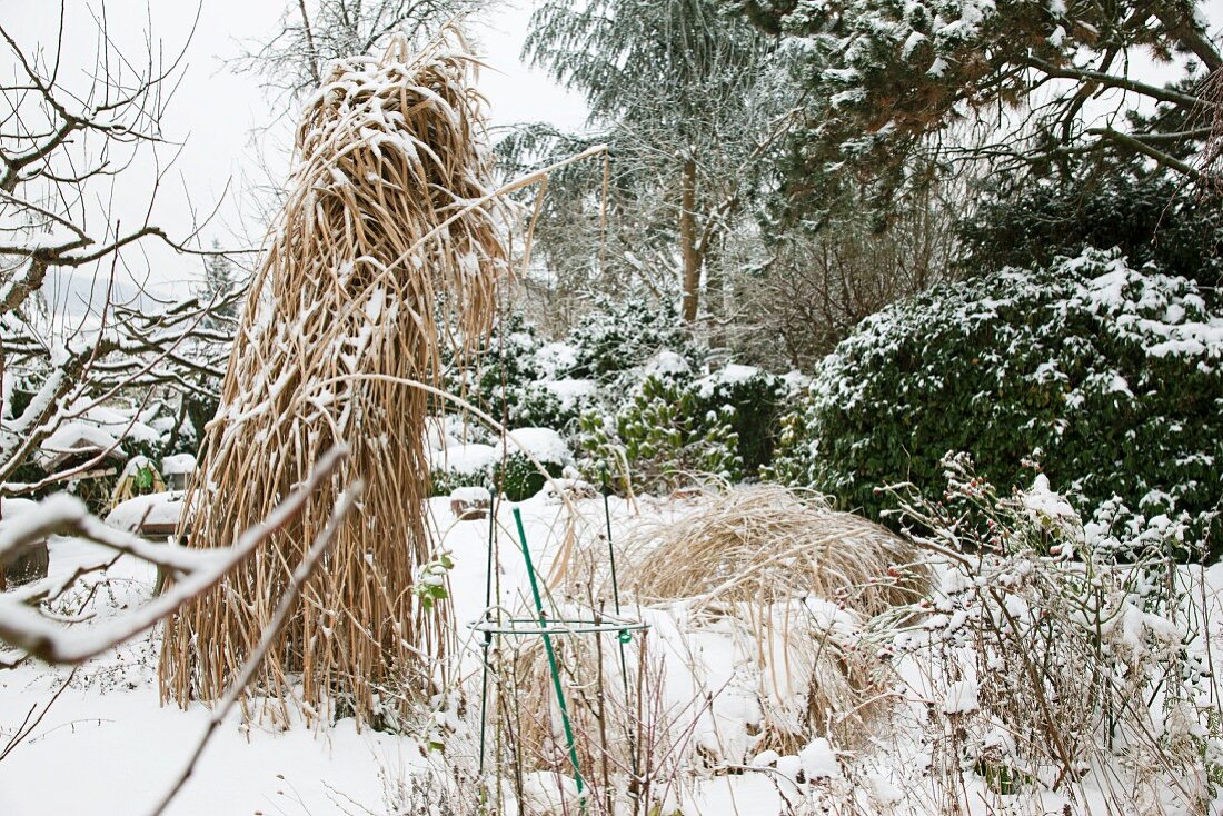 Snowy garden; snow-covered ornamental grass in foreground