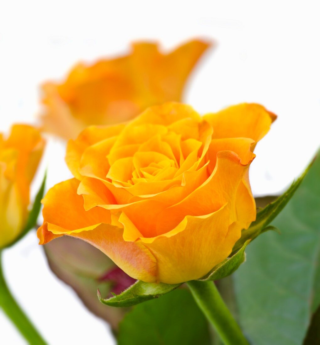 Orange rose (close-up)