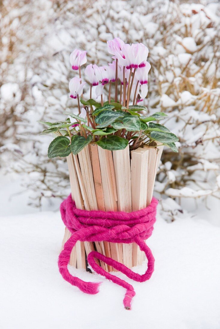 Cyclamen in pot made of small pieces of wood and felt ribbon in snow