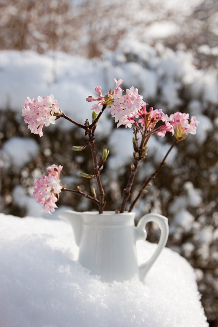 Duftschneeball (Viburnum Charles Lamont) in kleinem Keramikkrug im Schnee