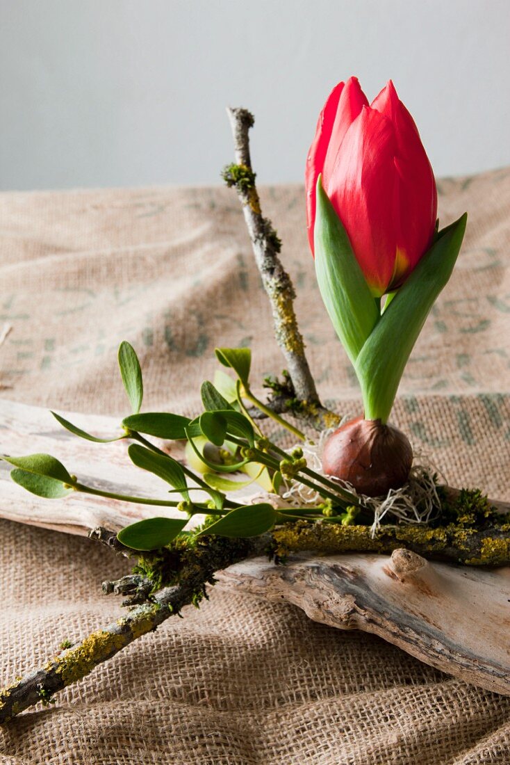 Kleine rote Tulpe (Red Paradise) mit Zwiebel, Holunderzweige und Mistelzweige auf Holzstück auf Jute